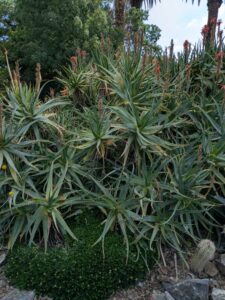 image from Ruth Bancroft Garden in Walnut Creek - April 2024