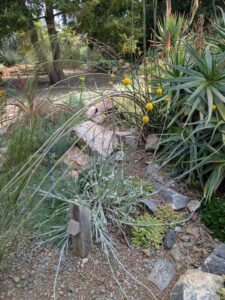 image from Ruth Bancroft Garden in Walnut Creek - April 2024
