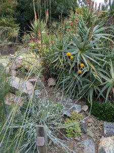 image from Ruth Bancroft Garden in Walnut Creek - April 2024