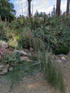 image from Ruth Bancroft Garden in Walnut Creek - April 2024
