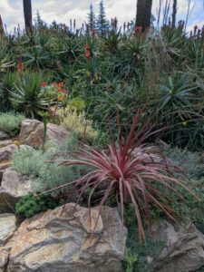 image from Ruth Bancroft Garden in Walnut Creek - April 2024