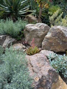 image from Ruth Bancroft Garden in Walnut Creek - April 2024
