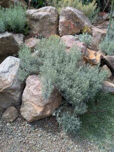 image from Ruth Bancroft Garden in Walnut Creek - April 2024