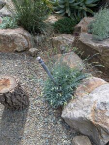 image from Ruth Bancroft Garden in Walnut Creek - April 2024