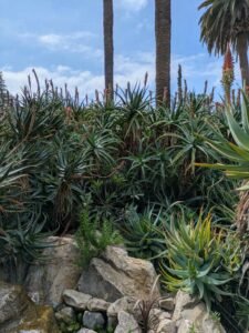 image from Ruth Bancroft Garden in Walnut Creek - April 2024