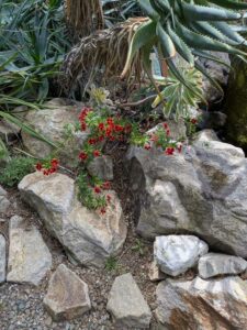 image from Ruth Bancroft Garden in Walnut Creek - April 2024