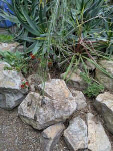 image from Ruth Bancroft Garden in Walnut Creek - April 2024