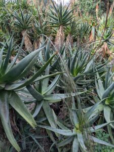 image from Ruth Bancroft Garden in Walnut Creek - April 2024