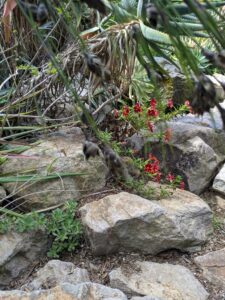 image from Ruth Bancroft Garden in Walnut Creek - April 2024