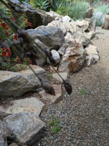 image from Ruth Bancroft Garden in Walnut Creek - April 2024