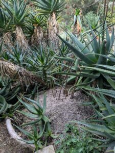 image from Ruth Bancroft Garden in Walnut Creek - April 2024