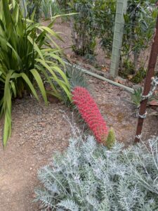 image from Ruth Bancroft Garden in Walnut Creek - April 2024