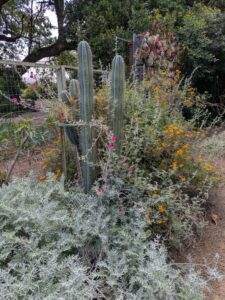 image from Ruth Bancroft Garden in Walnut Creek - April 2024