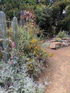 image from Ruth Bancroft Garden in Walnut Creek - April 2024
