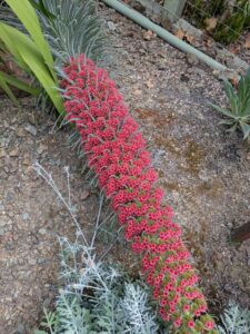 image from Ruth Bancroft Garden in Walnut Creek - April 2024