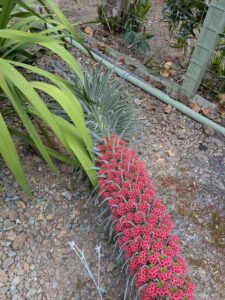 image from Ruth Bancroft Garden in Walnut Creek - April 2024
