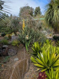 image from Ruth Bancroft Garden in Walnut Creek - April 2024