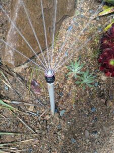 image from Ruth Bancroft Garden in Walnut Creek - April 2024