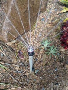 image from Ruth Bancroft Garden in Walnut Creek - April 2024