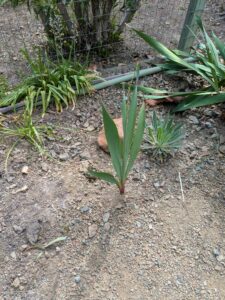 image from Ruth Bancroft Garden in Walnut Creek - April 2024