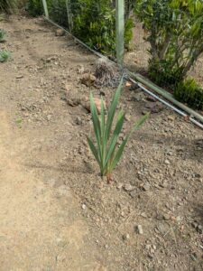 image from Ruth Bancroft Garden in Walnut Creek - April 2024