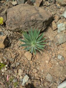 image from Ruth Bancroft Garden in Walnut Creek - April 2024
