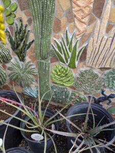 image from Ruth Bancroft Garden in Walnut Creek - April 2024