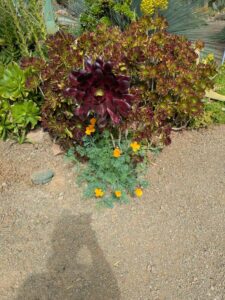 image from Ruth Bancroft Garden in Walnut Creek - April 2024
