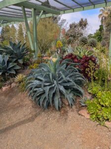 image from Ruth Bancroft Garden in Walnut Creek - April 2024