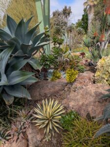 image from Ruth Bancroft Garden in Walnut Creek - April 2024