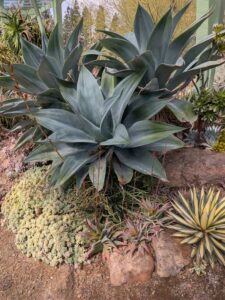 image from Ruth Bancroft Garden in Walnut Creek - April 2024
