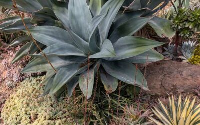 Ruth Bancroft Garden – Walnut Creek – April 2025