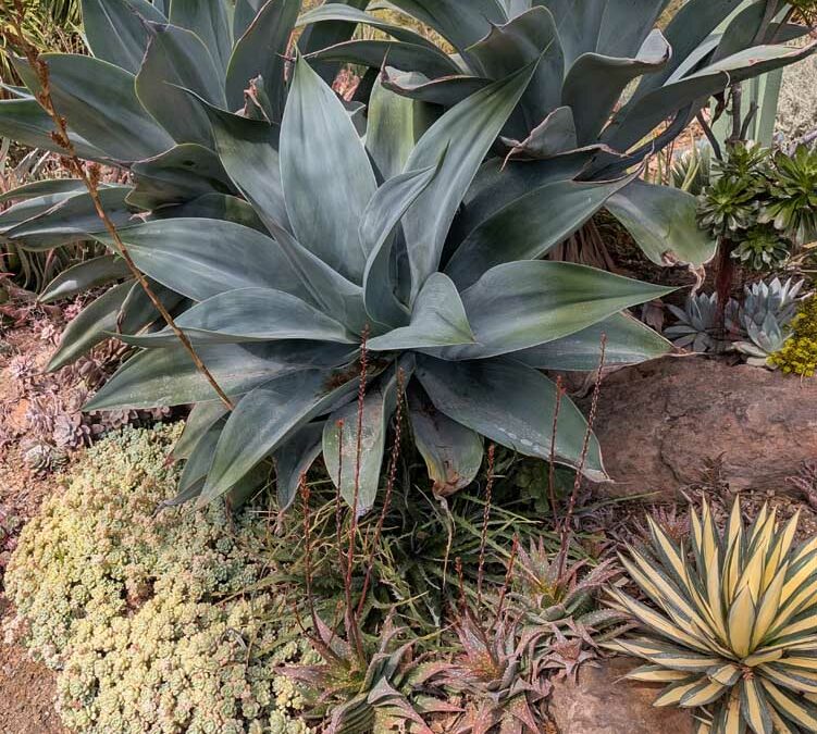 Ruth Bancroft Garden – Walnut Creek – April 2025