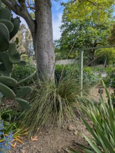 image from Ruth Bancroft Garden in Walnut Creek - April 2024
