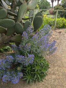 image from Ruth Bancroft Garden in Walnut Creek - April 2024