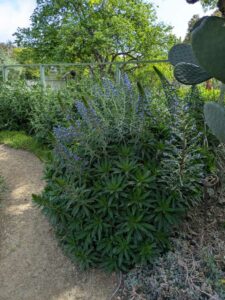 image from Ruth Bancroft Garden in Walnut Creek - April 2024