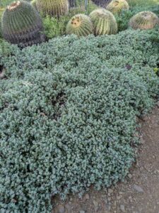 image from Ruth Bancroft Garden in Walnut Creek - April 2024