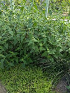 image from Ruth Bancroft Garden in Walnut Creek - April 2024