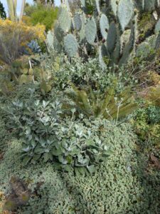 image from Ruth Bancroft Garden in Walnut Creek - April 2024