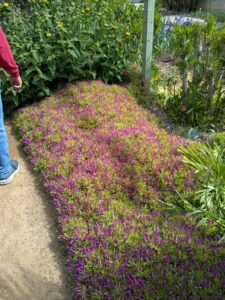 image from Ruth Bancroft Garden in Walnut Creek - April 2024