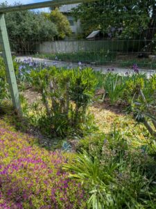 image from Ruth Bancroft Garden in Walnut Creek - April 2024