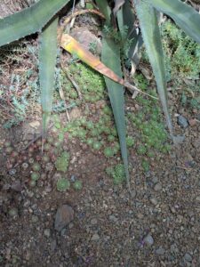 image from Ruth Bancroft Garden in Walnut Creek - April 2024