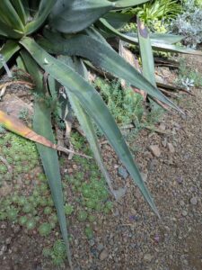 image from Ruth Bancroft Garden in Walnut Creek - April 2024