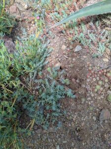 image from Ruth Bancroft Garden in Walnut Creek - April 2024