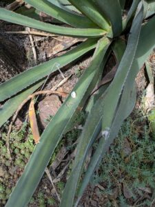 image from Ruth Bancroft Garden in Walnut Creek - April 2024