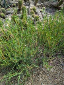 image from Ruth Bancroft Garden in Walnut Creek - April 2024