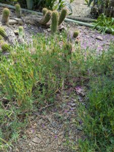 image from Ruth Bancroft Garden in Walnut Creek - April 2024