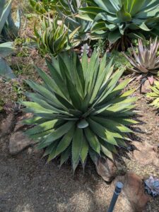 image from the Ruth Bancroft Garden in Walnut Creek - spring 2025