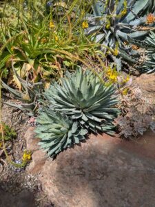 image from the Ruth Bancroft Garden in Walnut Creek - spring 2025