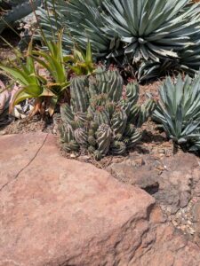 image from the Ruth Bancroft Garden in Walnut Creek - spring 2025